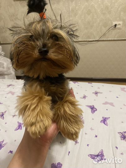 Йоркширский терьер девочка