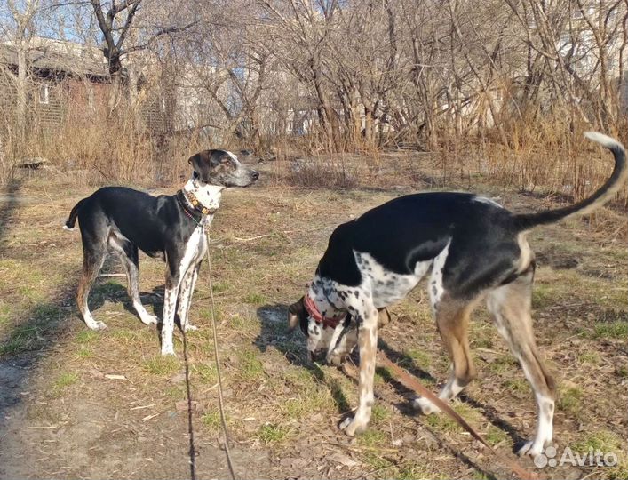 Метисы далматина в добрые руки