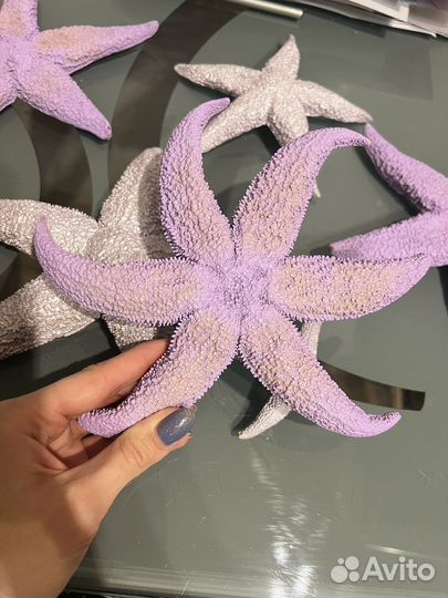 Морские звезды натуральные