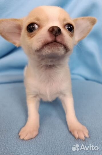 Чихуахушечка крем
