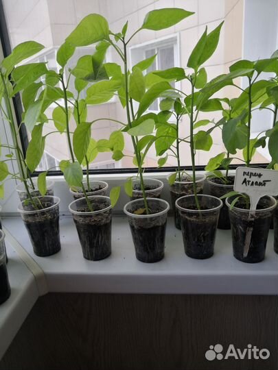 Рассада: перцы, баклажаны, томаты, сельдерей