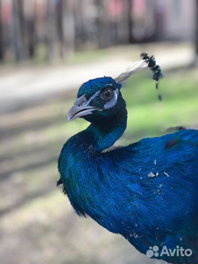 Павлины продажа