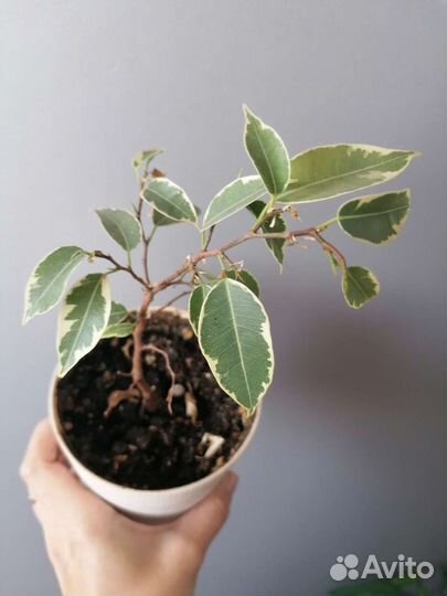 Отдам цветы