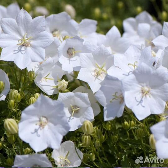 Колокольчик карпатский