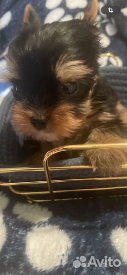 Мини мальчик Йоркширского терьера