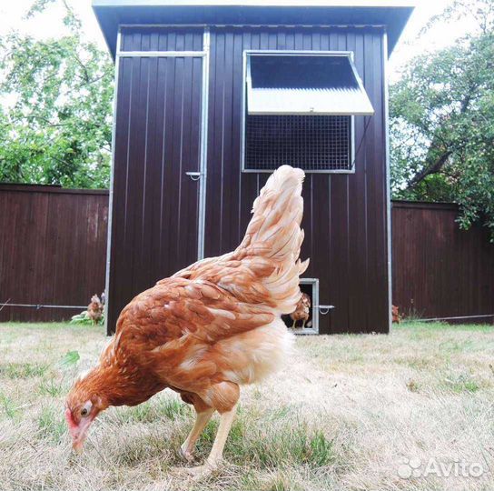 Куры несушки с доставкой