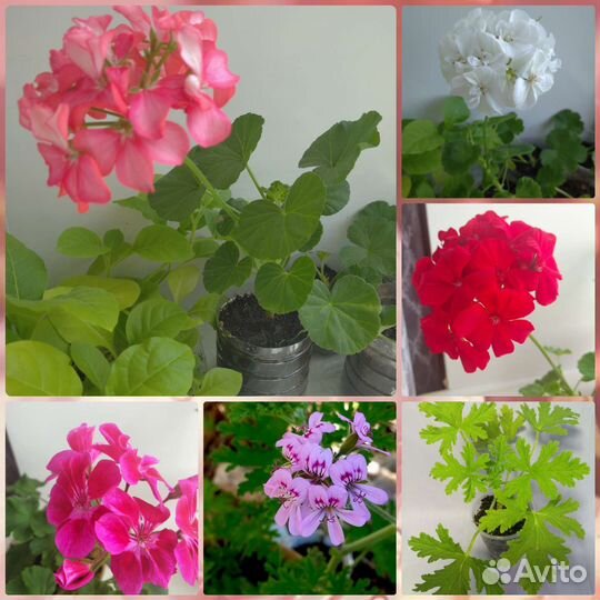 Комнатные цветы