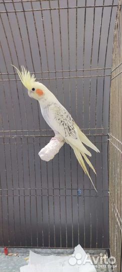Попугай корелла мальчик