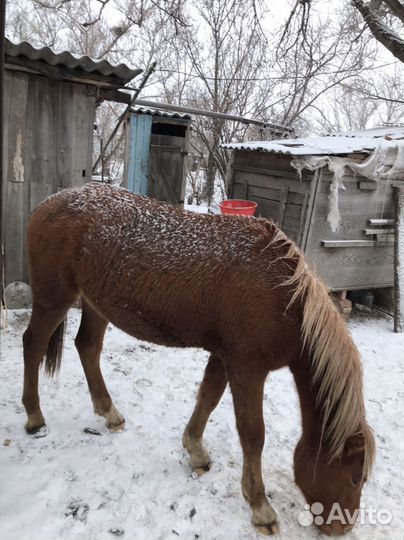 Лошадь, жеребец