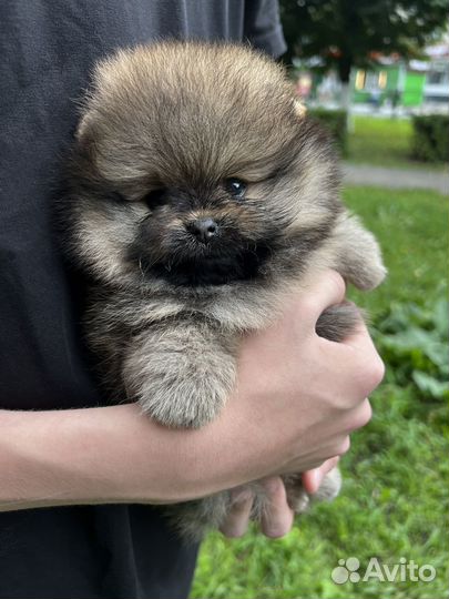 Померанский шпиц
