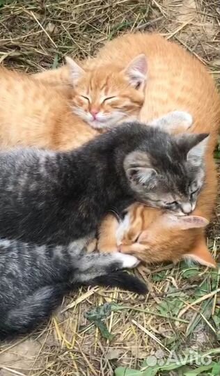 Кошка и котята в добрые руки