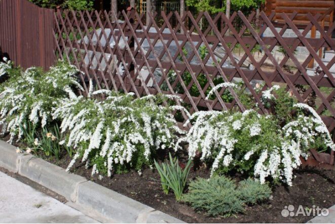 Спирея Грефшейм