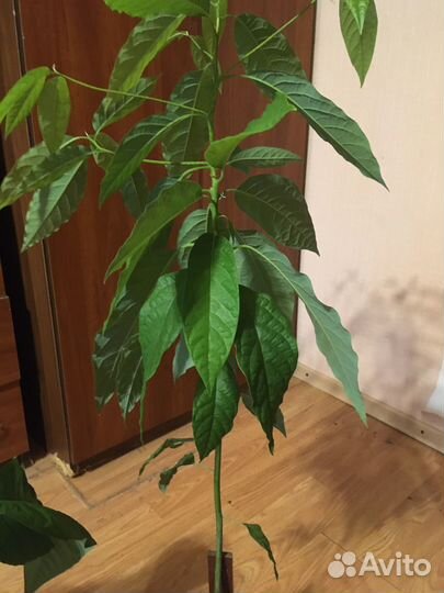 Авокадо растение