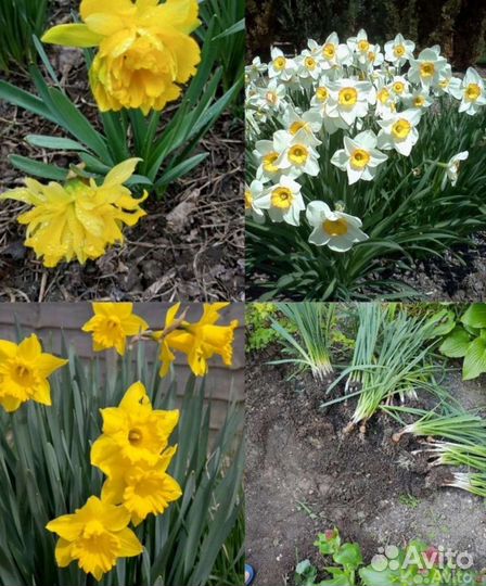 Цветы для сада