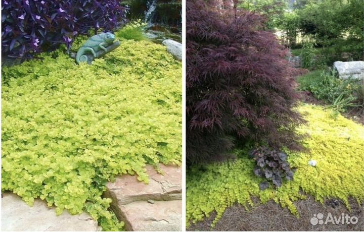 Вербейник монетчатый, флокс, арабис