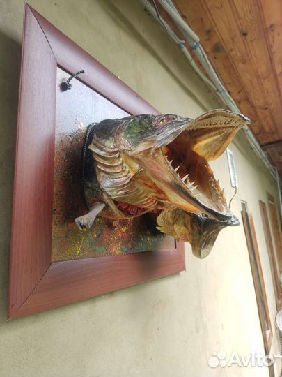 Чучело щуки и сома