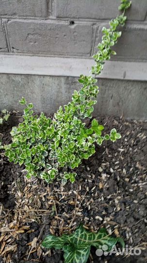 Деревья, кустарники