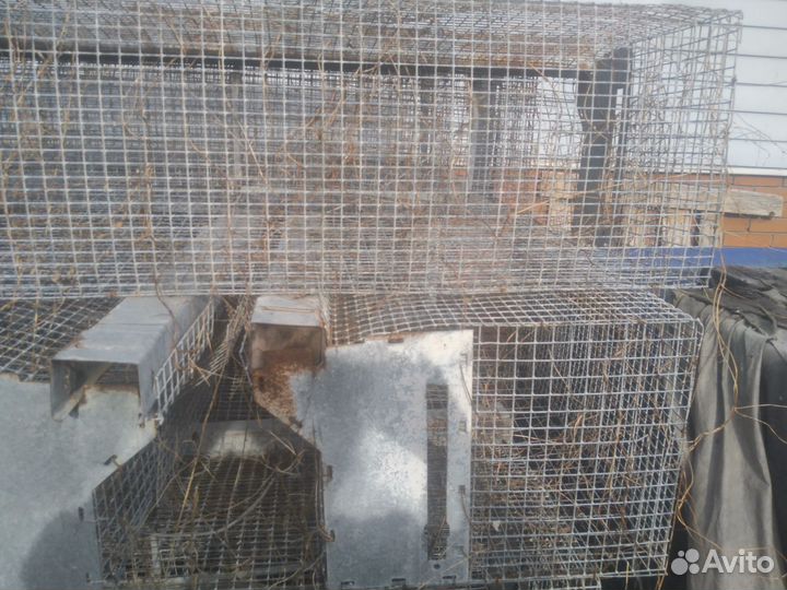 Клетки для выращивания птицы