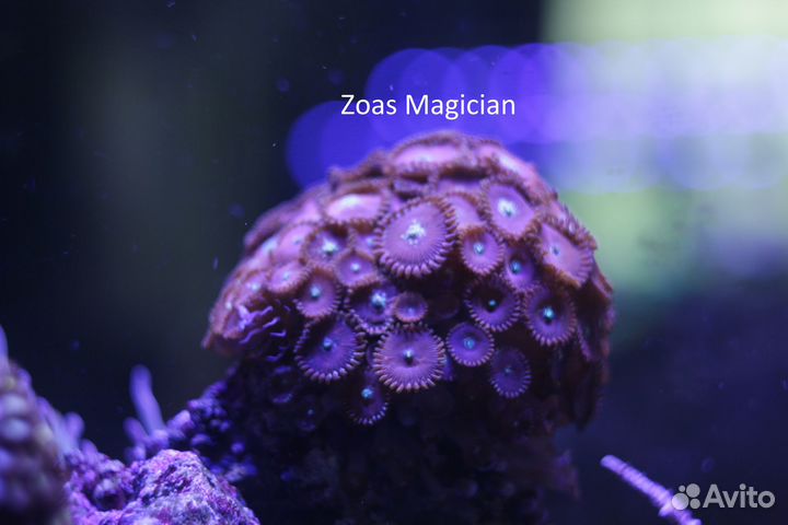 Морской аквариум полный комплект