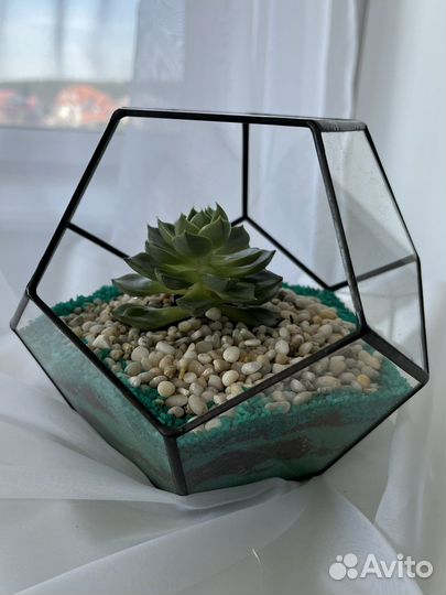 Флорариум с суккулентом