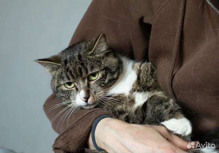 Ласковый Марвин в добрые руки