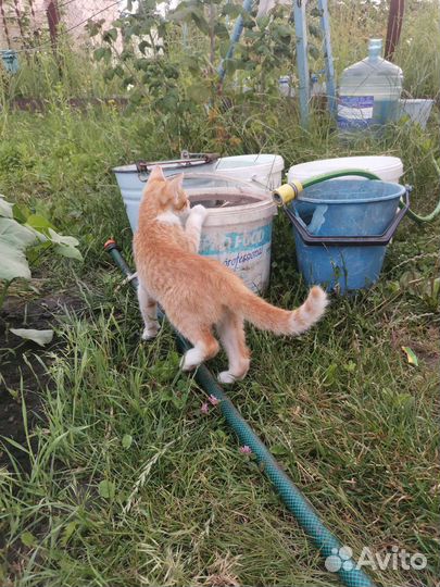 Рыжий котенок мальчик