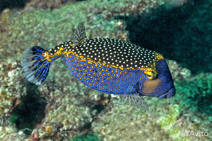 Рыбка Кузовок Белопятнистый синий