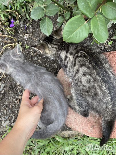 Котенок 2 месяца
