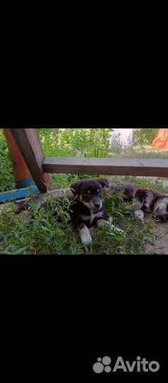 Щенки в добрые руки