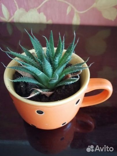 Кактус