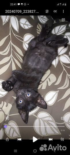 Отдам в добрые руки