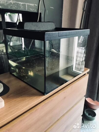 Аквариум для черепах с черепахой