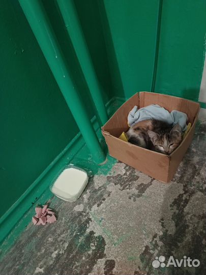 Котенок в дар