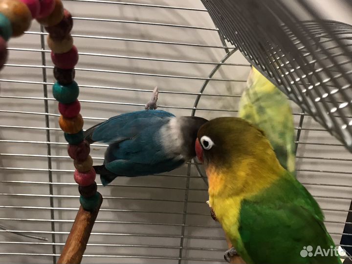 Попугаи пара