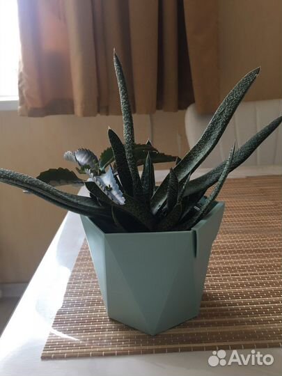 Гастерия, кактус, коланхоэ