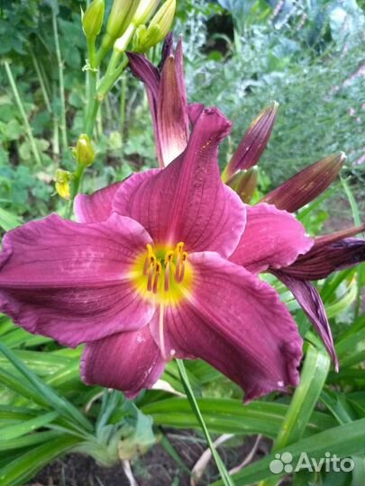 Набор лилейников крупноцветковые