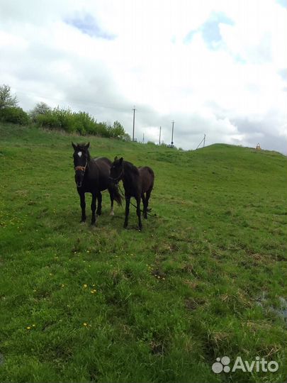 Кобыла, жеребец