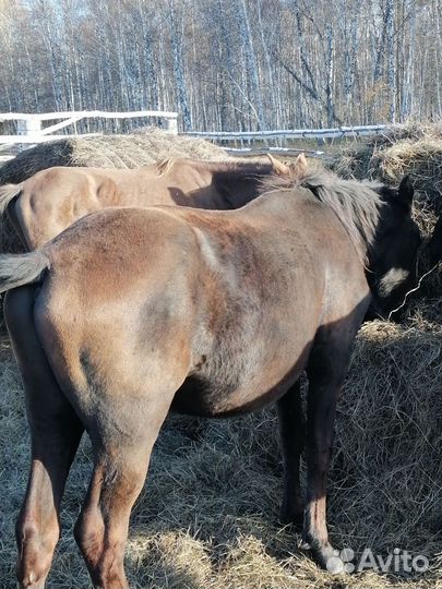 Лошади полторашки