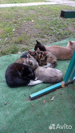 Котята отдам в добрые руки