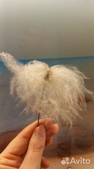 Сухоцветы для творчества