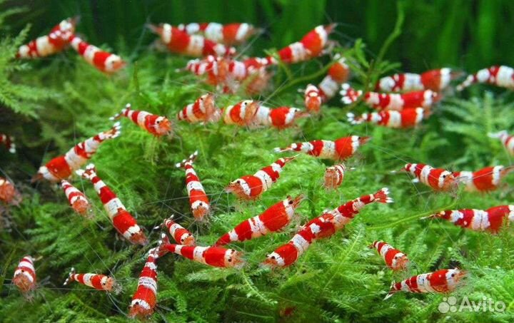 Собственного размножения креветки рыба корма