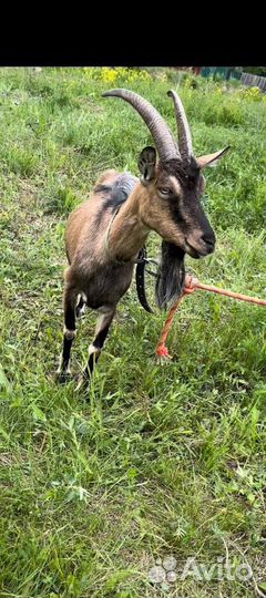 Чешские козлята