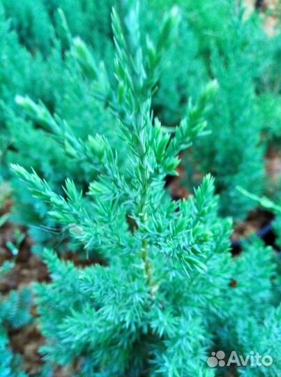 Можжевельник Стрикта (Juniperus chinensis Stricta)