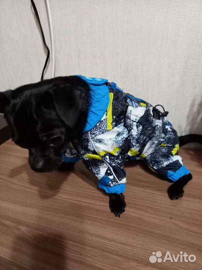 Комбинезон для маленькой собаки