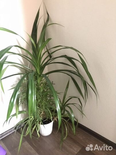 Рассада клубники, комнатные растения