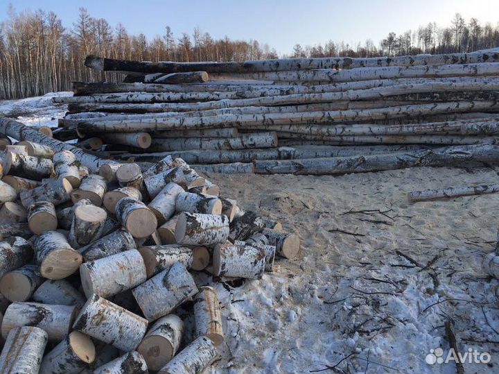 Лес кругляк береза, береза, осина