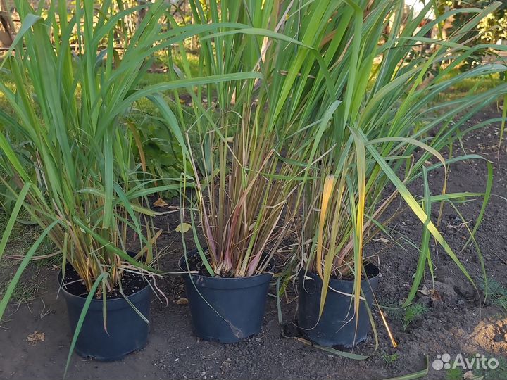 Лимонгресс