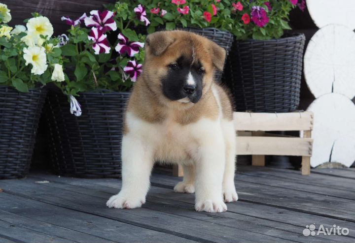 Щенки американской акиты