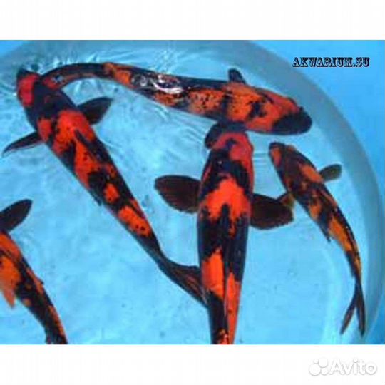 Карп кои породы Хи Уцури