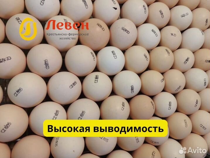 Импортное инкубационное яйцо кобб 500 и Росс 308